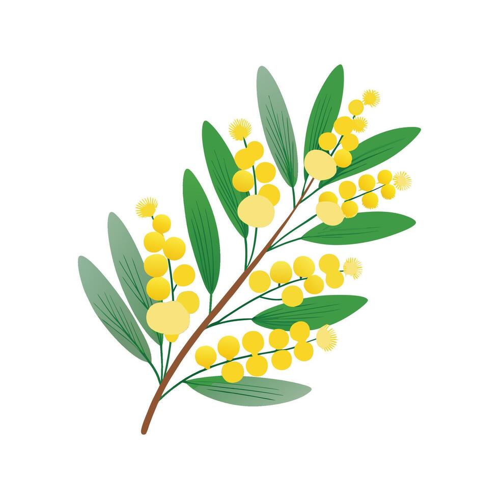Stylish Australia Wattle Nature Design vector