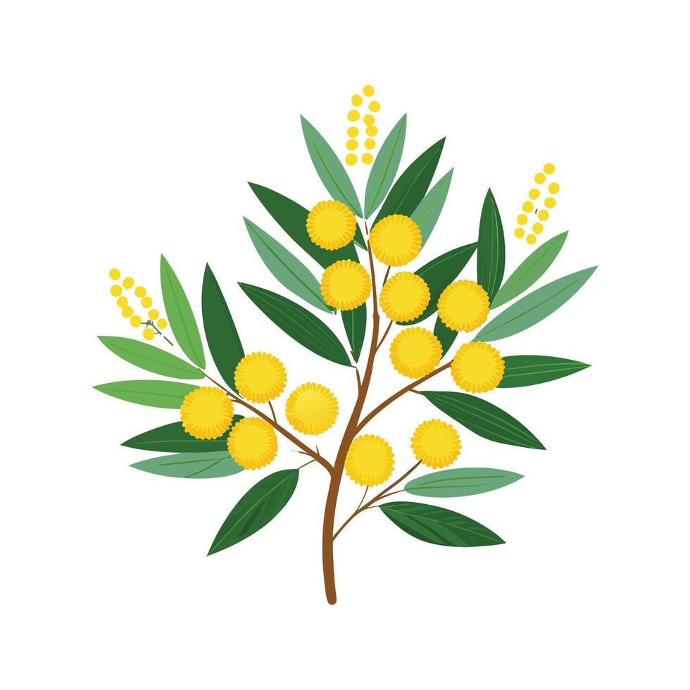 Elegant Australia Wattle Plant Design vector