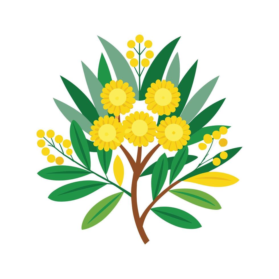 Vibrant Australia Wattle Floral Nature Illustration vector