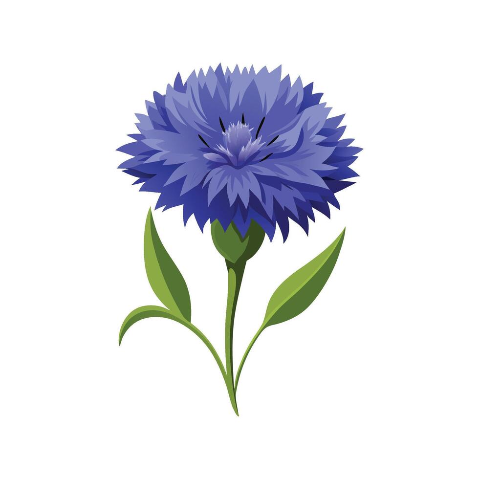 Elegant Bachelors Button Flower Nature Illustration vector