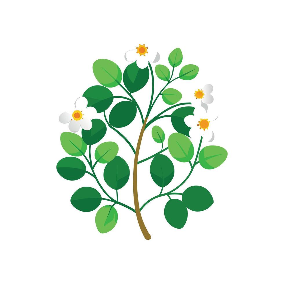Stylish Bacopa Plant Illustration vector