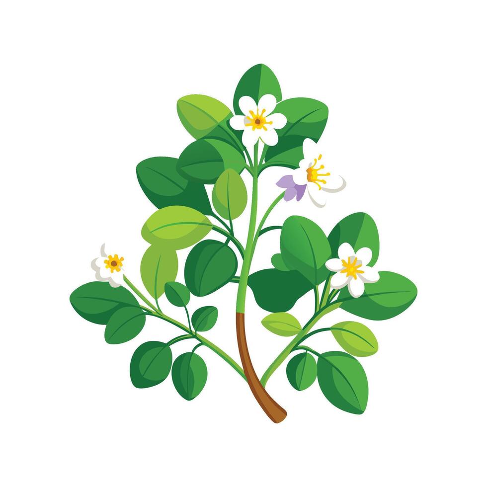 Vibrant Bacopa Floral Design Art vector