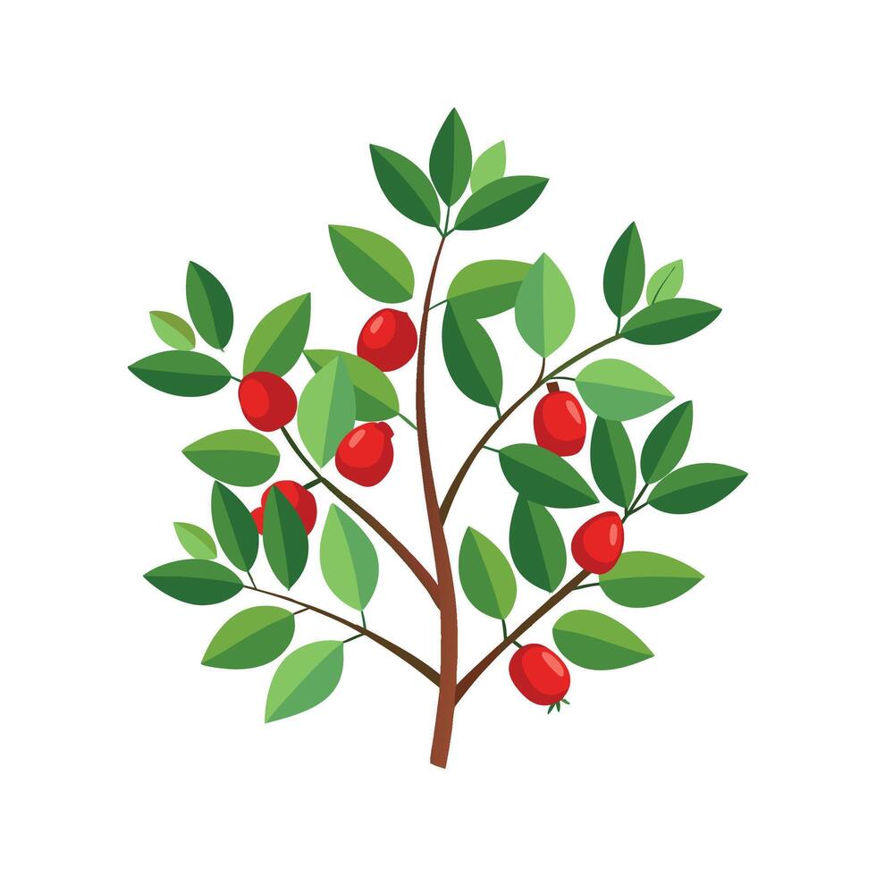 Charming Barberry Flower Design Art vector
