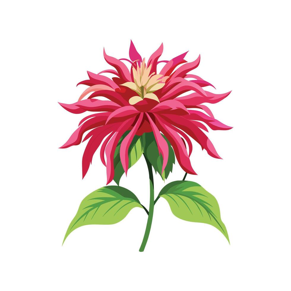 Charming Beebalm Flower Design Art vector