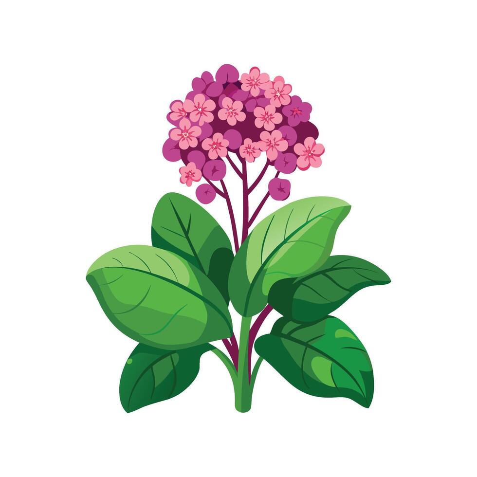 Captivating Bergenia Flower Artwork vector