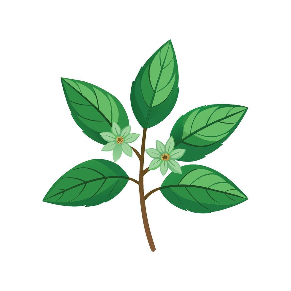 Stylish Bitter Herb Plant Illustration vector