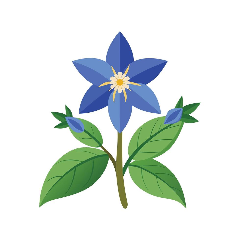 Elegant Borage Flower Illustration vector