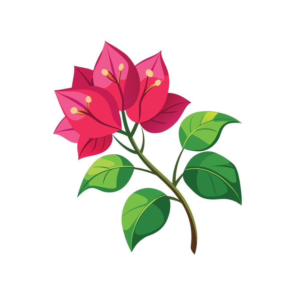 Stylish Bougainvillea Plant Illustration vector