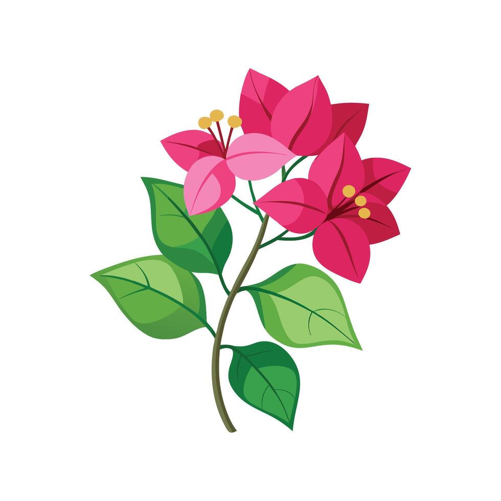 Charming Bougainvillea Plant Design. vector