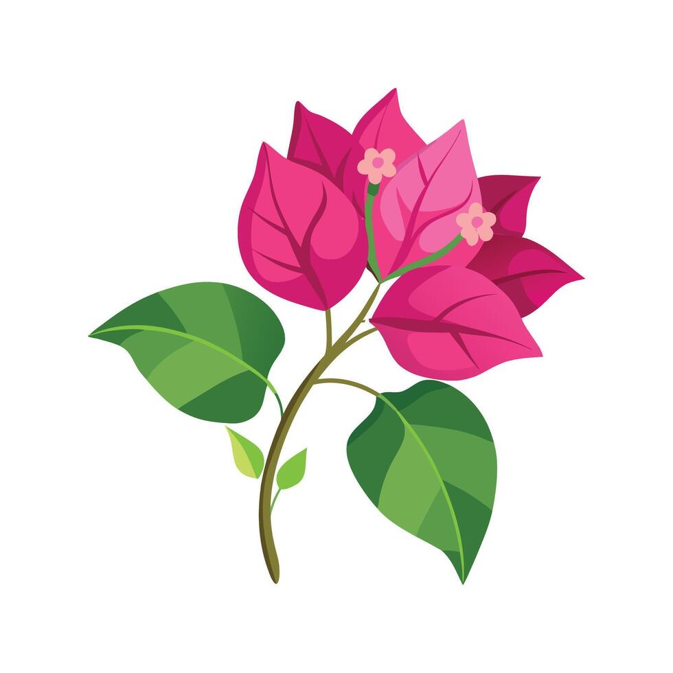 Elegant Bougainvillea Plant Artwork vector