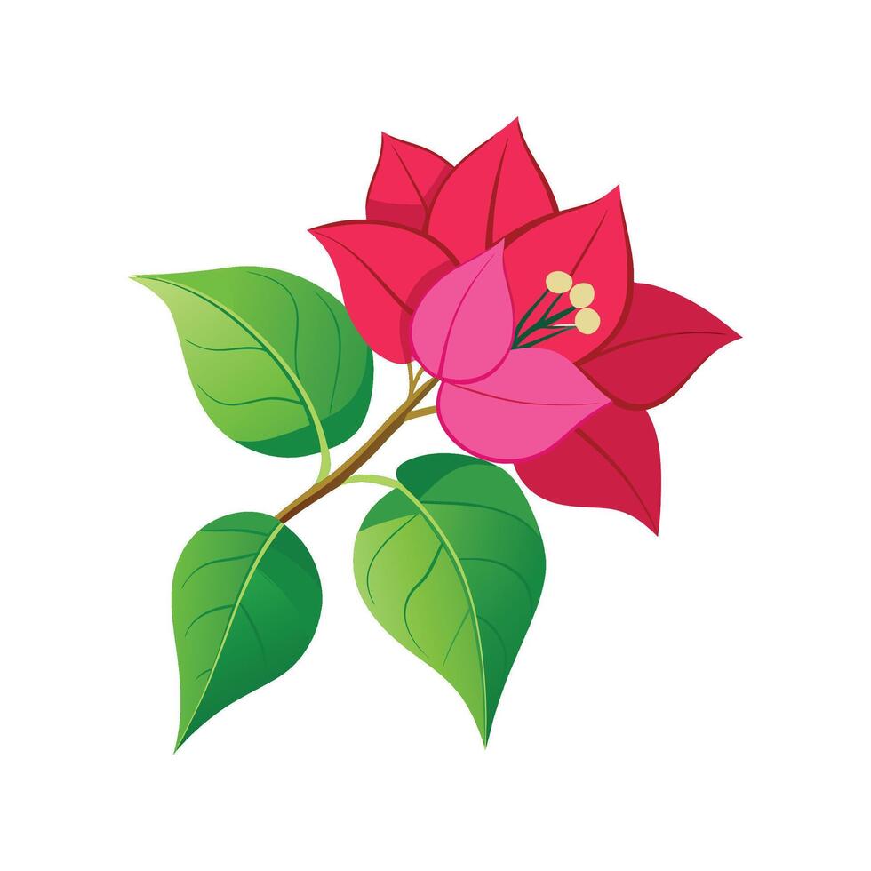 Vibrant Bougainvillea Floral Design vector