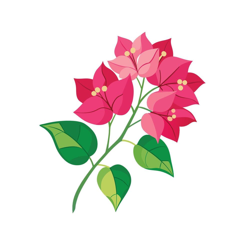 Charming Bougainvillea Flower Illustration vector