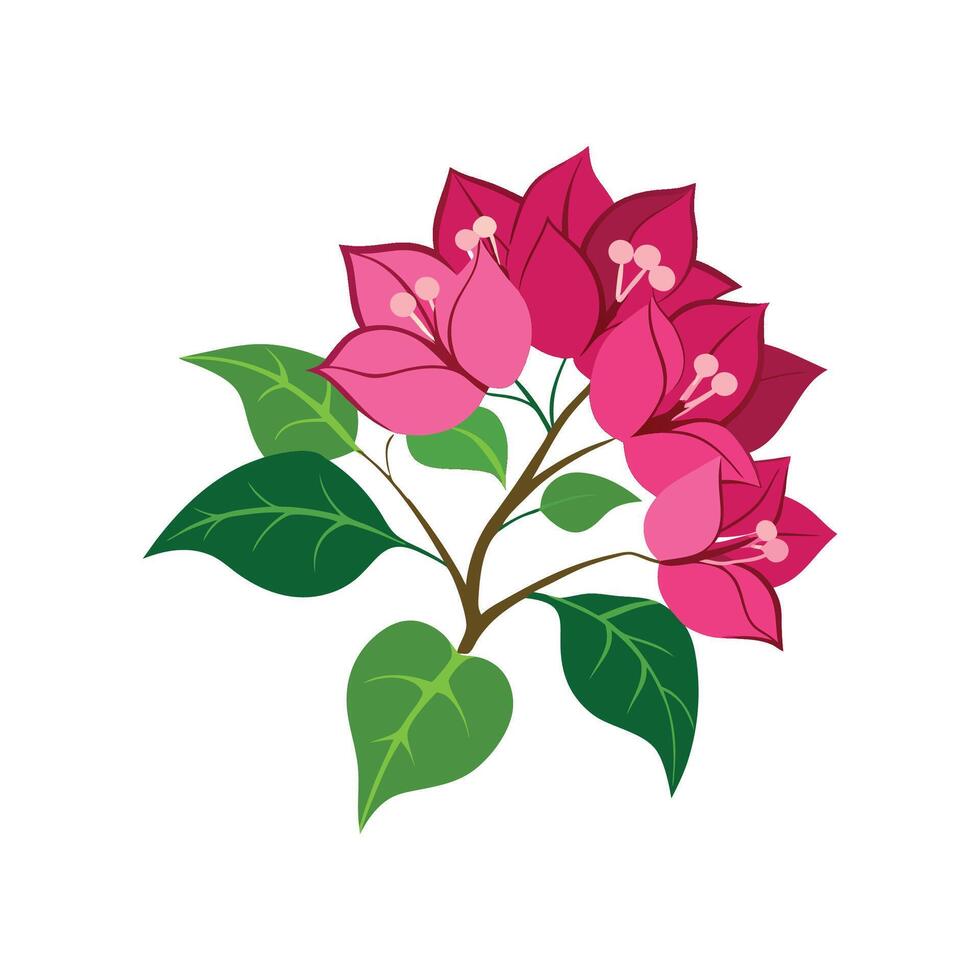 Elegant Bougainvillea Flower Design vector