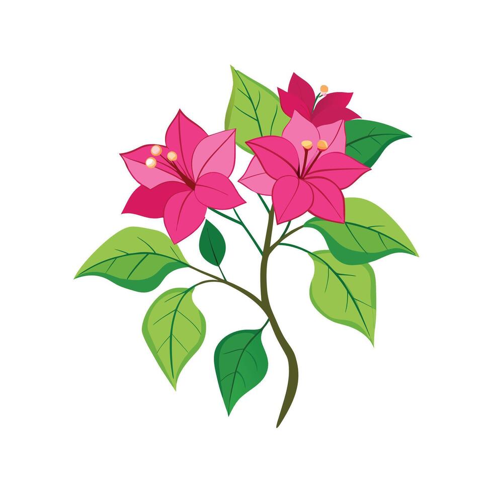 Captivating Bougainvillea Flower Design vector