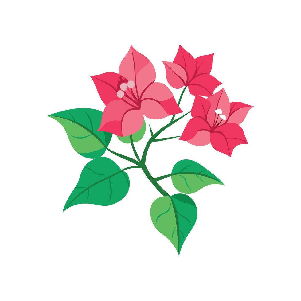 Stunning Bougainvillea Flower Design vector