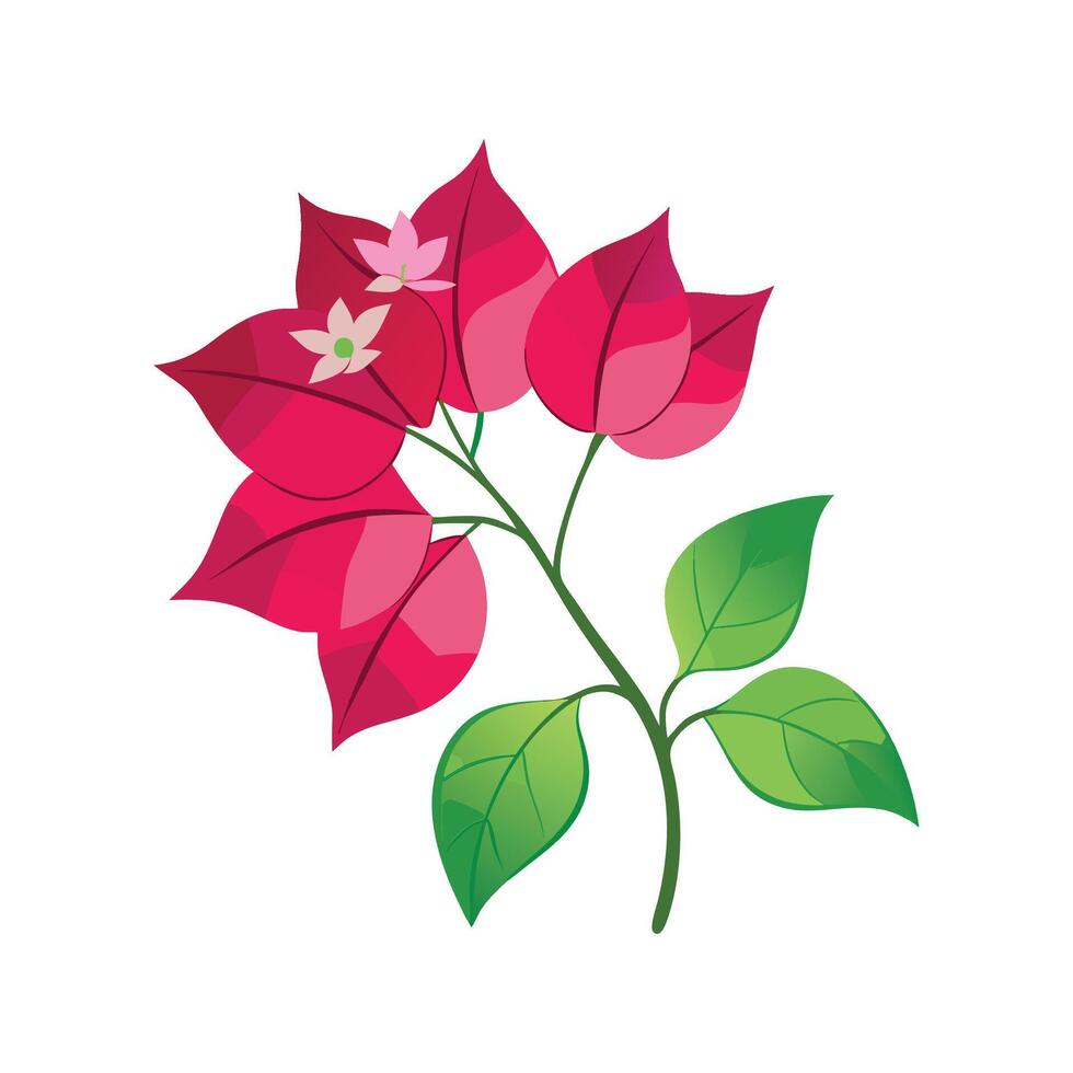 Charming Bougainvillea Floral Illustration vector