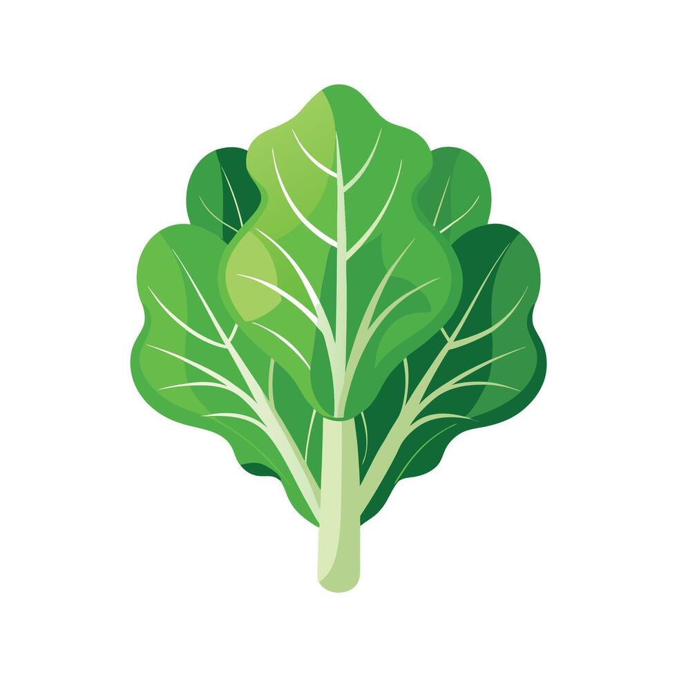 Beautiful Brassica Flower Art vector
