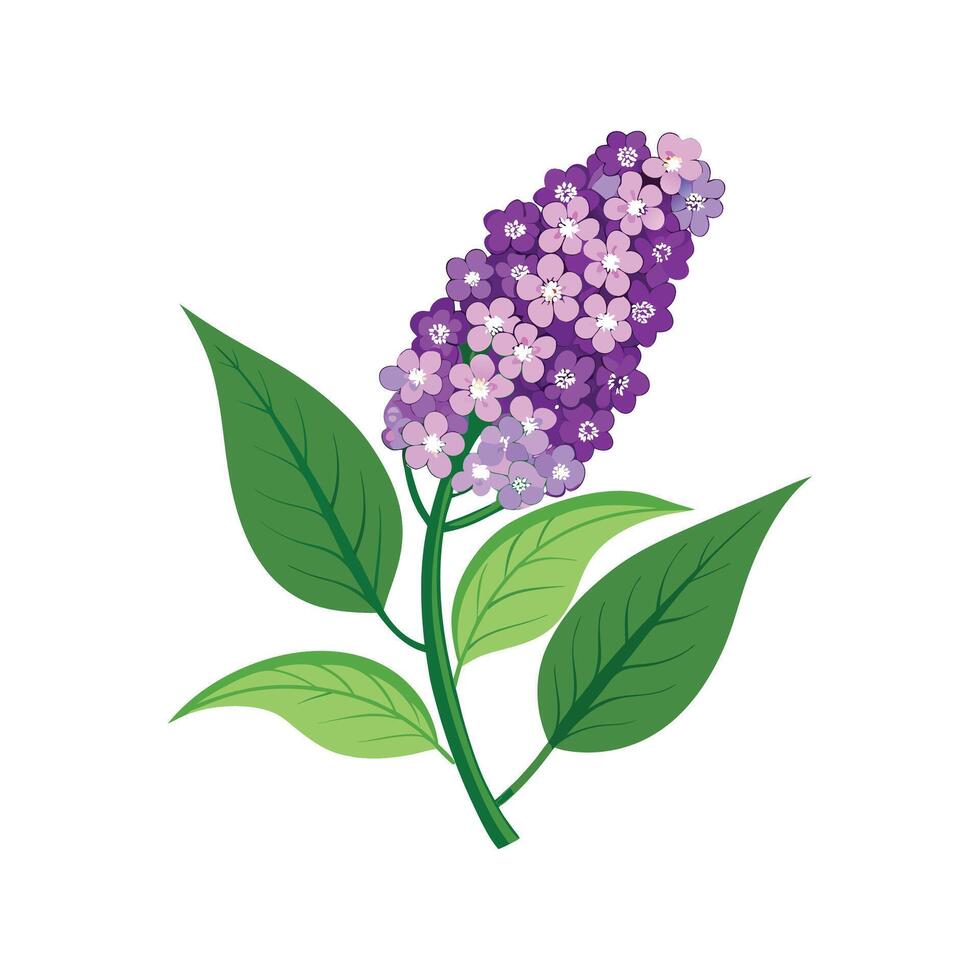 Charming Buddleia Flower Illustration vector