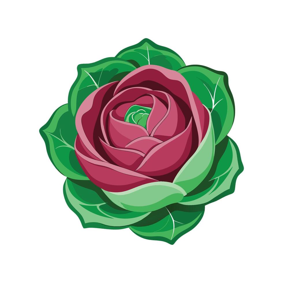 Vibrant Cabbage Rose Flower Artwork vector