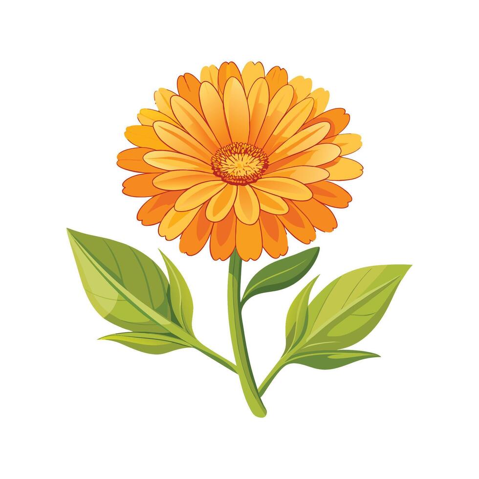 Beautiful Calendula Flower Illustration vector