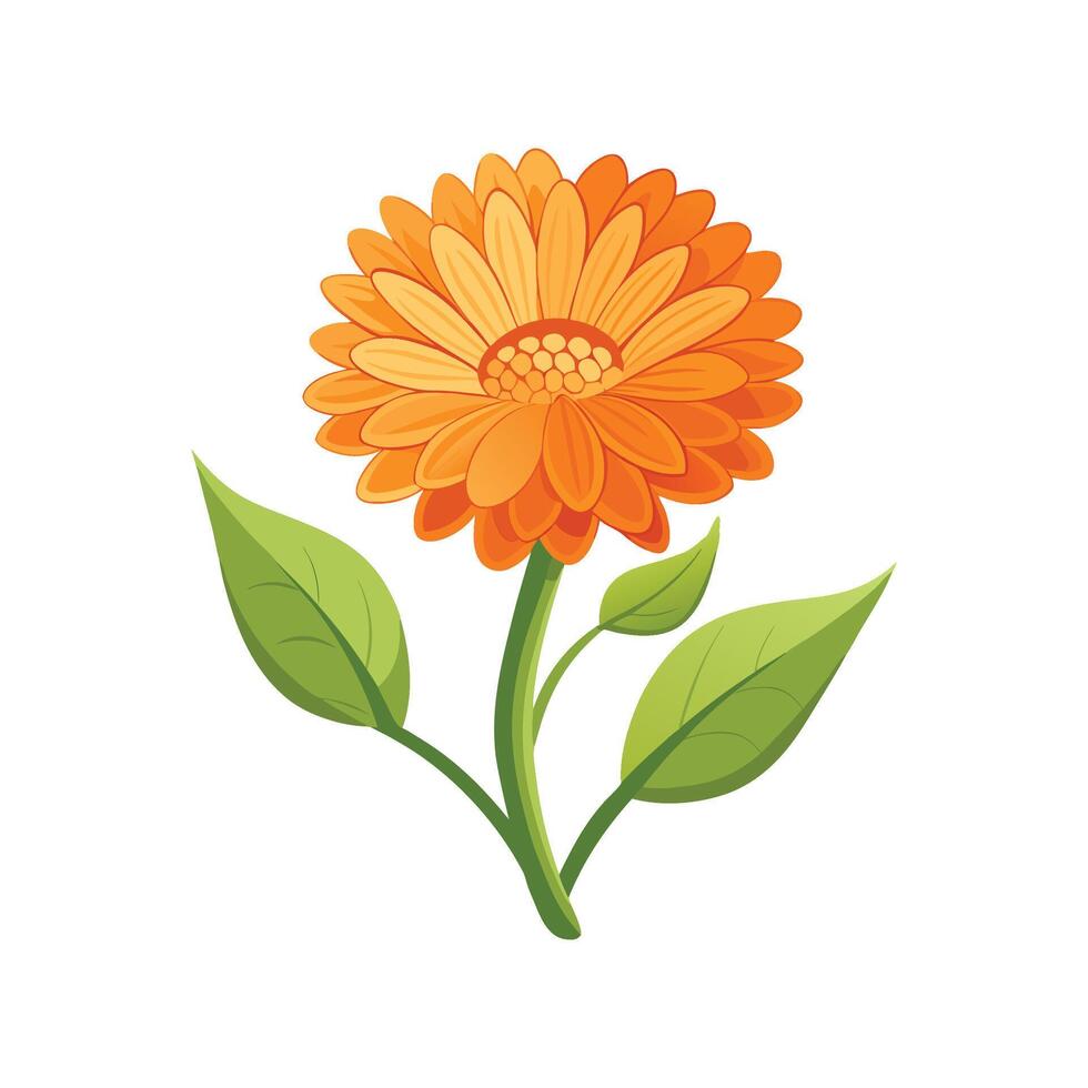 Stunning Calendula Floral Illustration vector