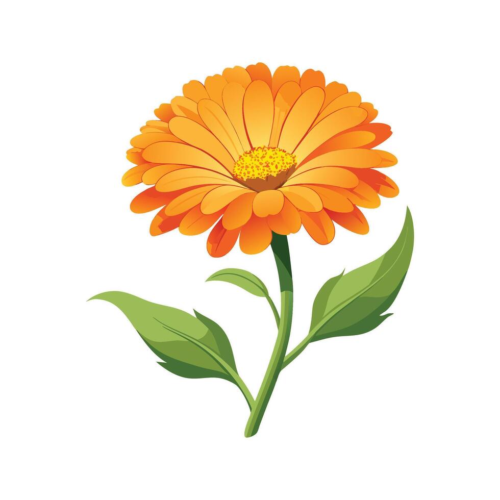 Elegant Calendula Flower Artwork vector