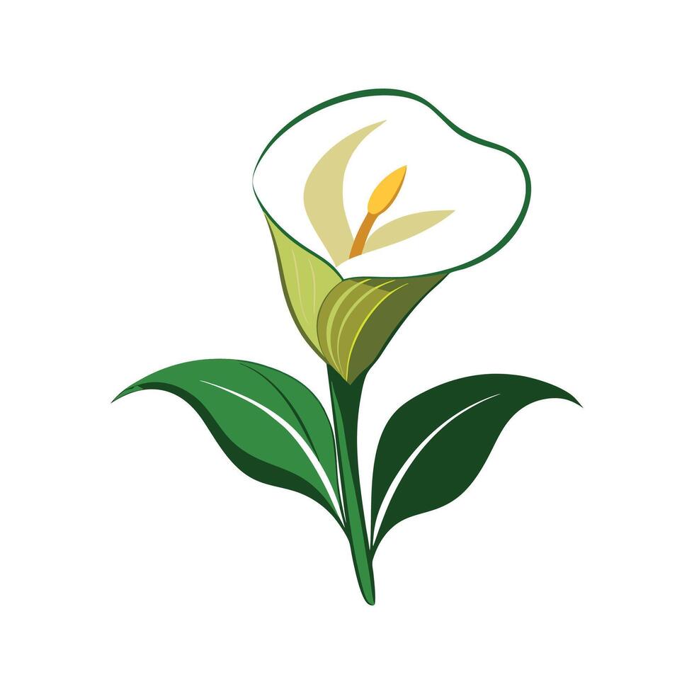 Stunning Calla Lily Floral Design vector