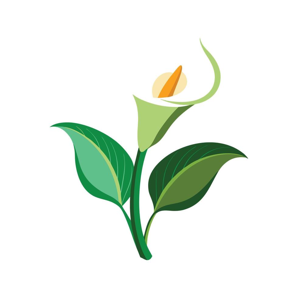 Charming Calla Lily Flower Artwork vector