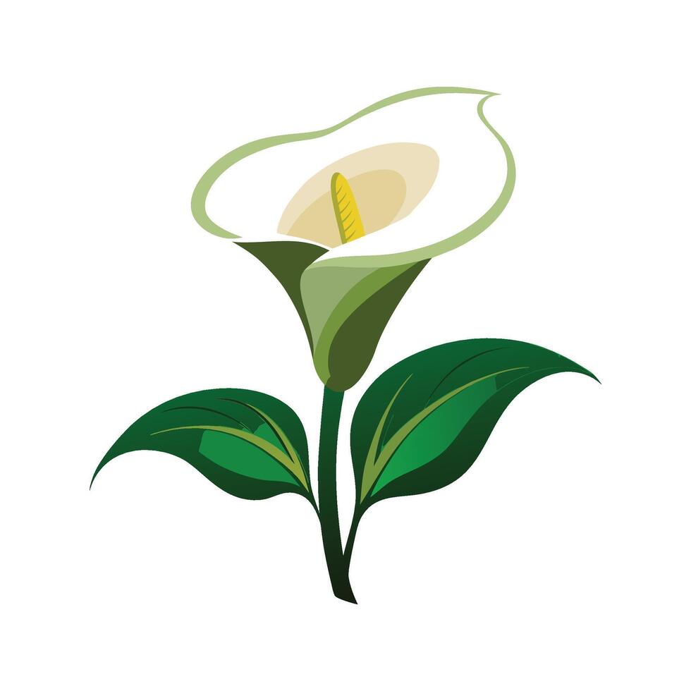Beautiful Calla Lily Flower Design vector