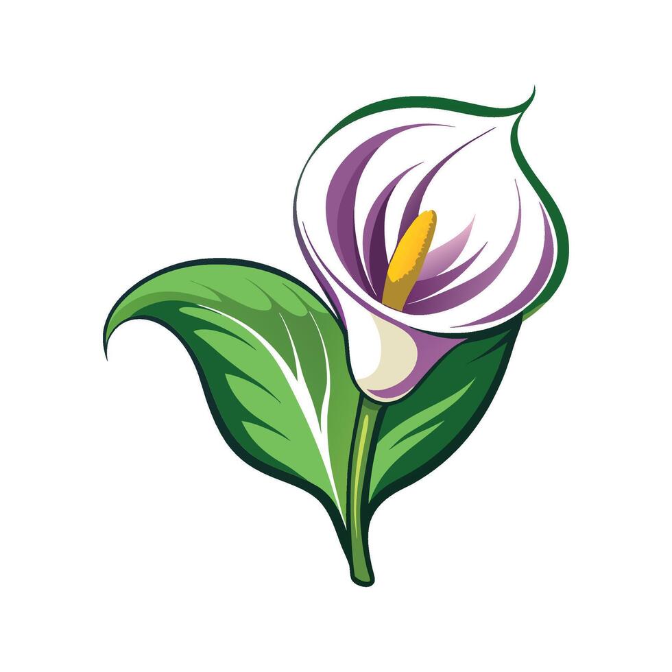 Artistic Representation of Calla Lily vector