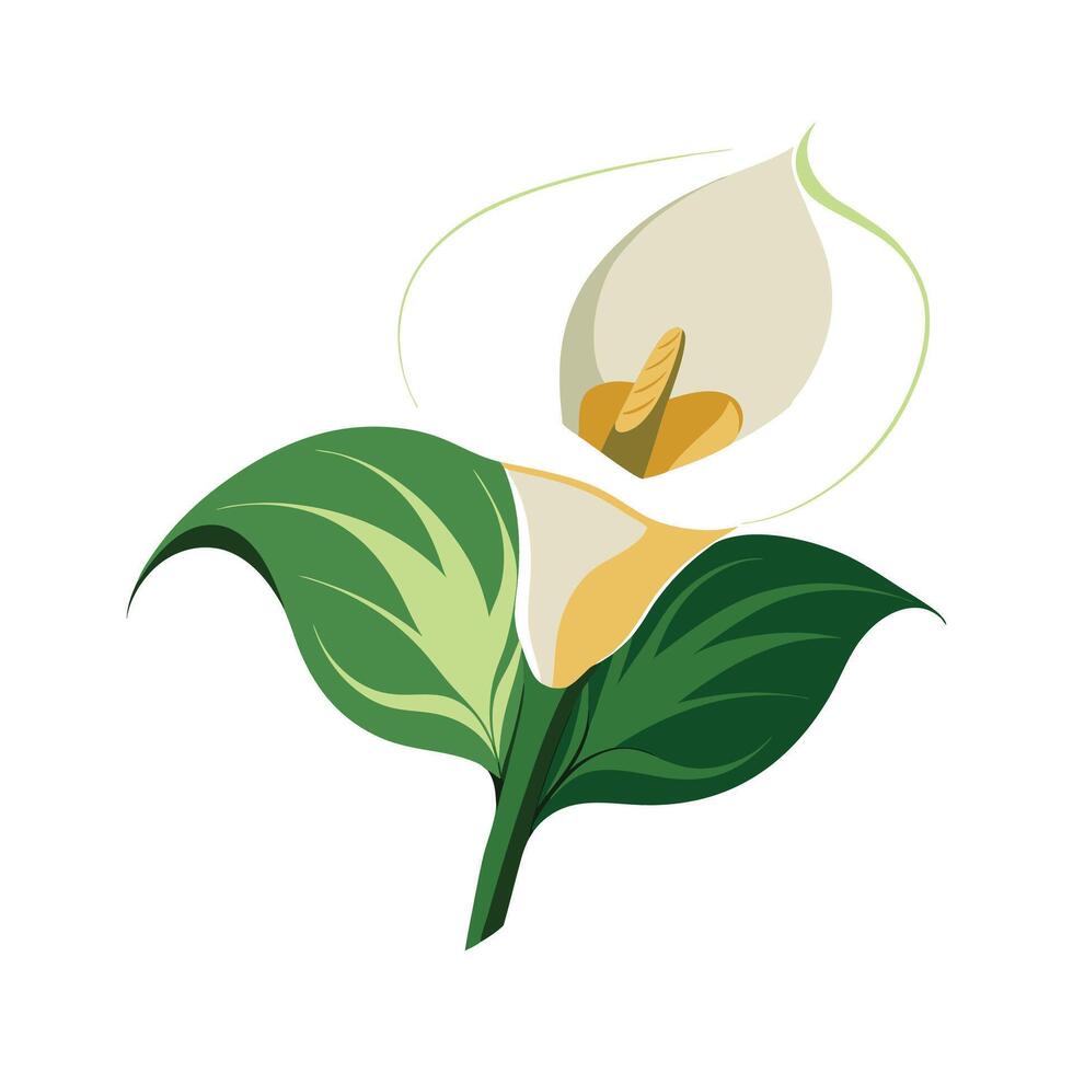 Lovely Calla Lily Flower Design vector