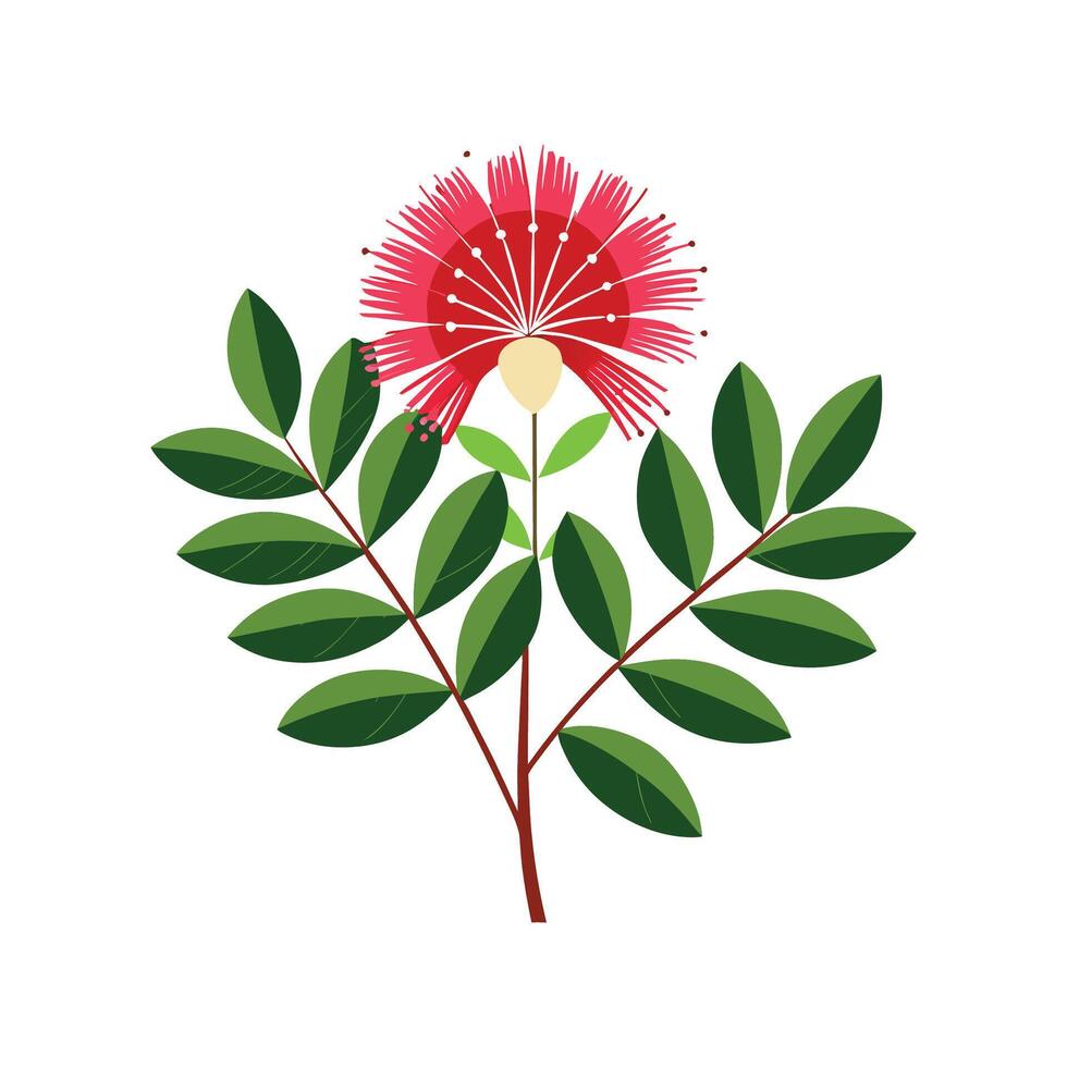 Elegant Calliandra Plant Design vector