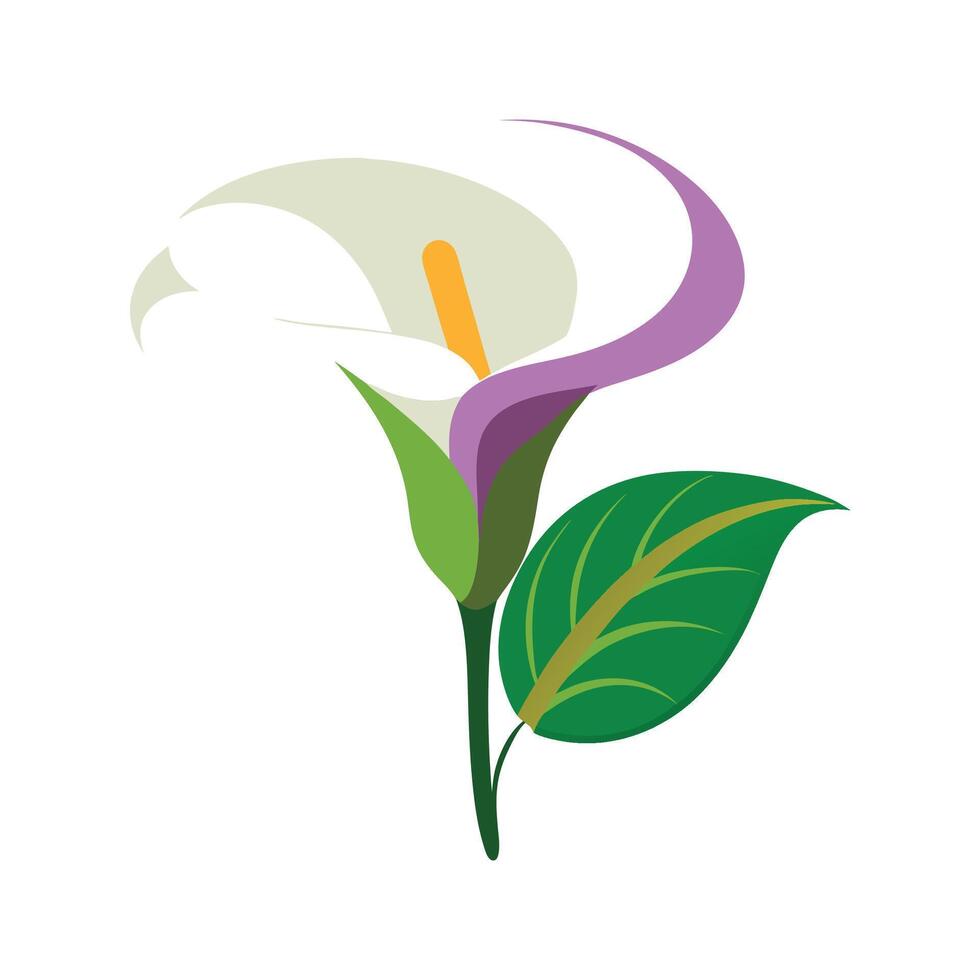 Captivating Calla Lily Floral Artwork vector