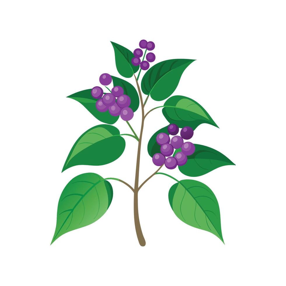 Vibrant Callicarpa Flower Design vector