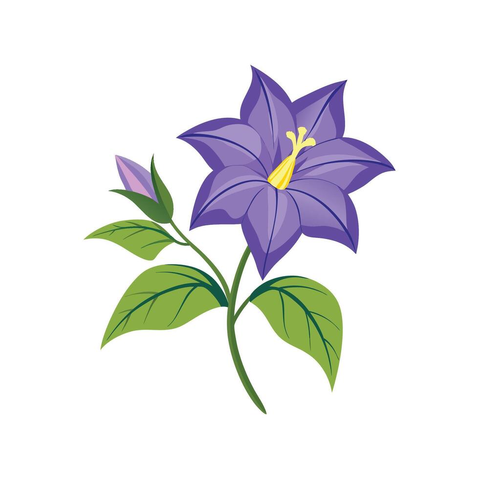Lovely Campanula Flower Design vector