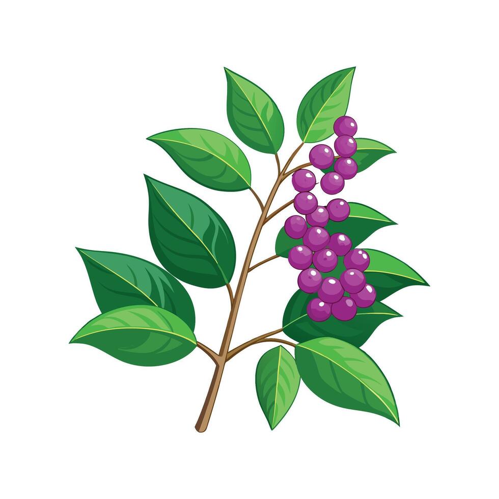 Elegant Callicarpa Flower Artwork vector