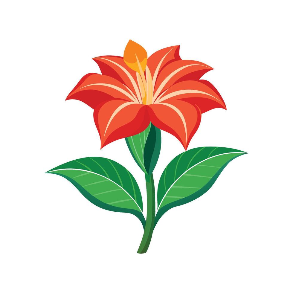 Charming Canna Lily Floral vector