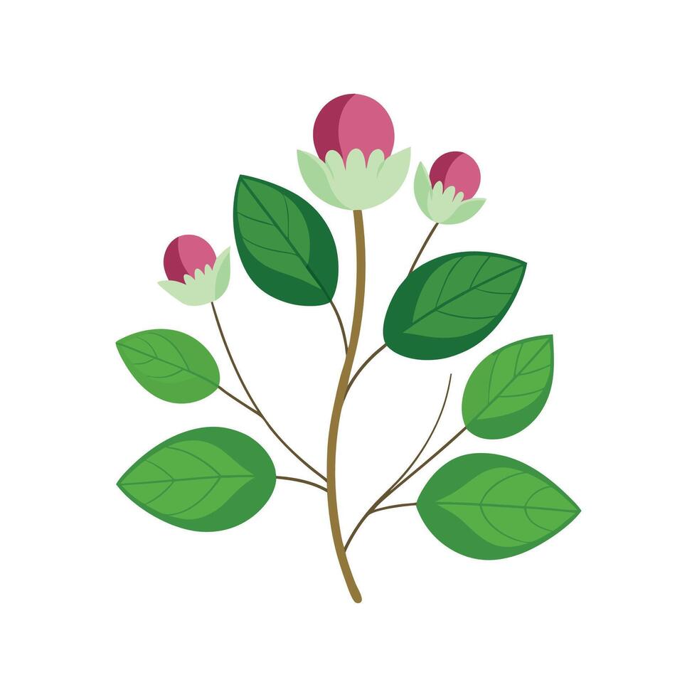 Charming Capparis Flower Design vector