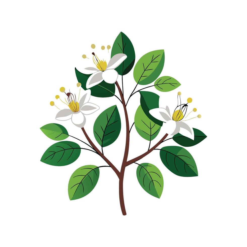 Beautiful Capparis Flower Artwork vector
