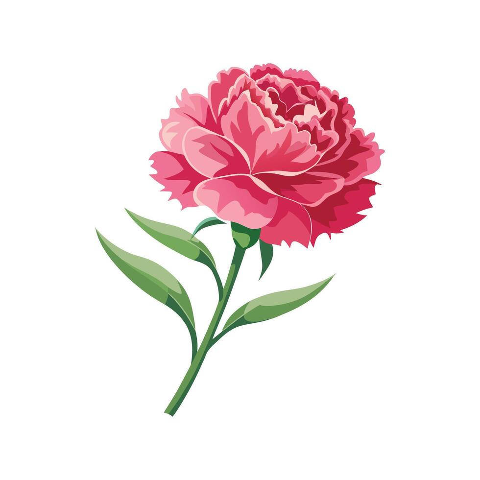 Elegant Pink Carnation Floral Design vector