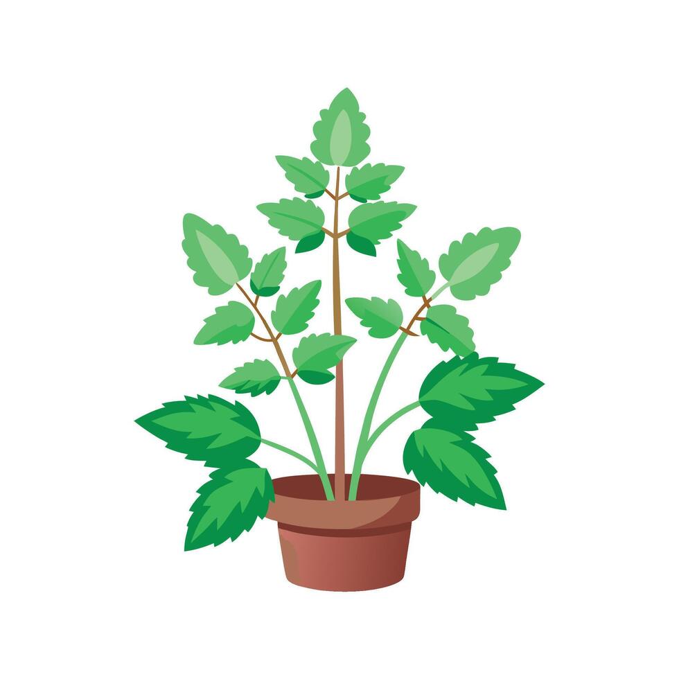 Stunning Catnip Flower Illustration 57394778 Vector Art at Vecteezy