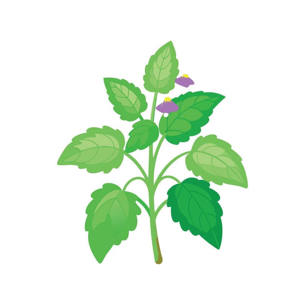 Charming Catnip Floral Illustration 57394783 Vector Art at Vecteezy