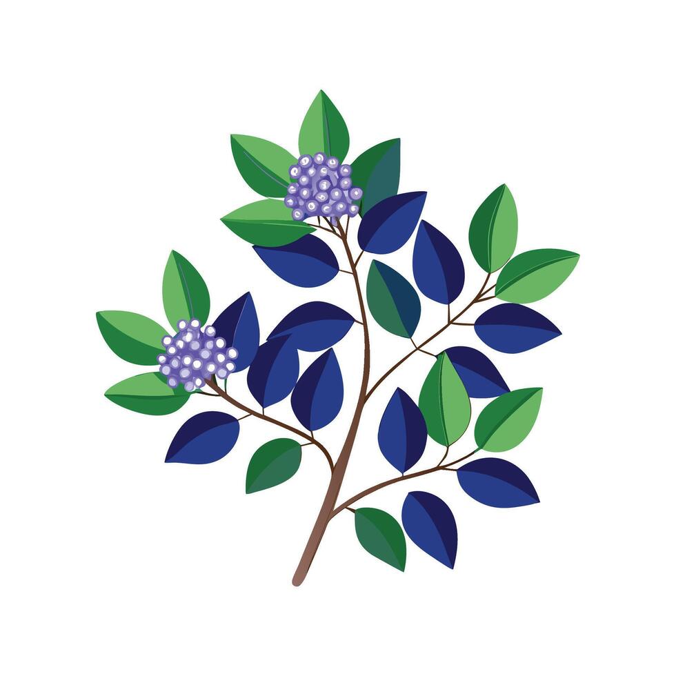 Beautiful Ceanothus Flower Design vector