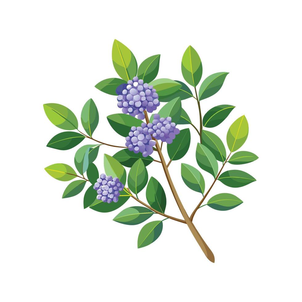 Charming Ceanothus Flower Design vector
