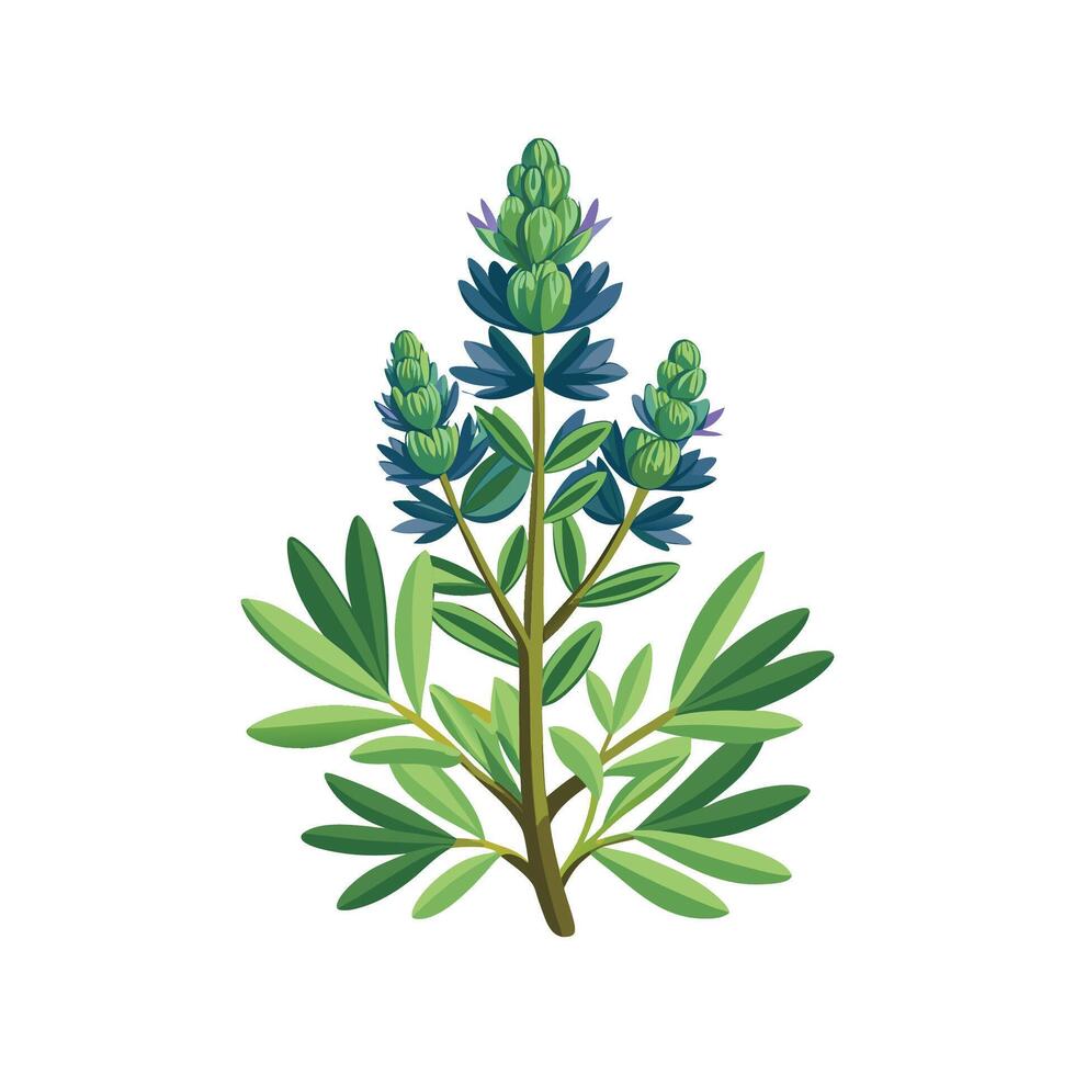 Stylish Cedar Sage Plant Design vector