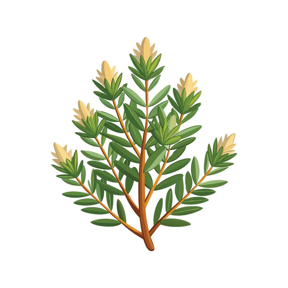 Beautiful Cedar Sage Flower Artwork vector