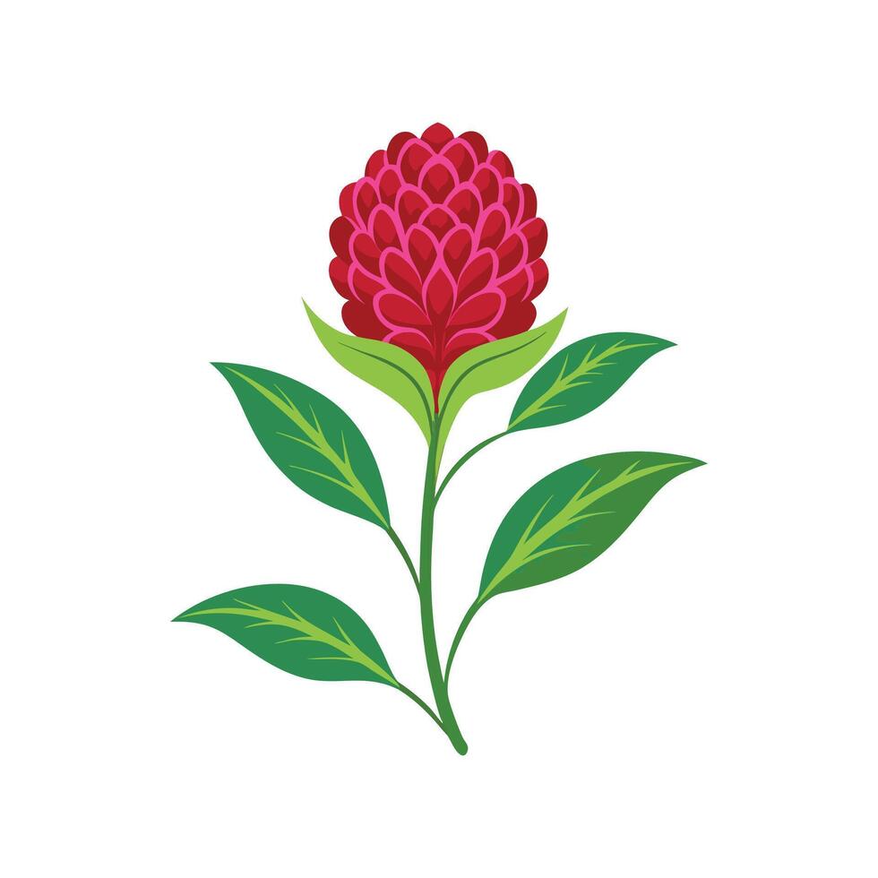 Lovely Celosia Flower Illustration vector