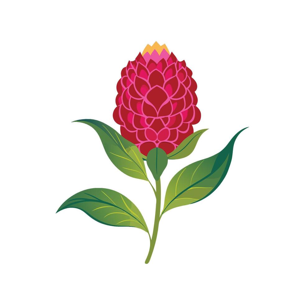Charming Celosia Plant Design vector