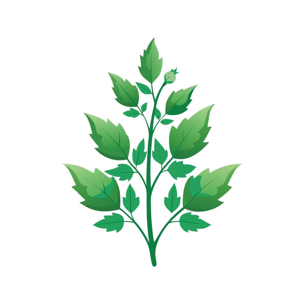 Elegant Chenopodium Flower Artwork vector