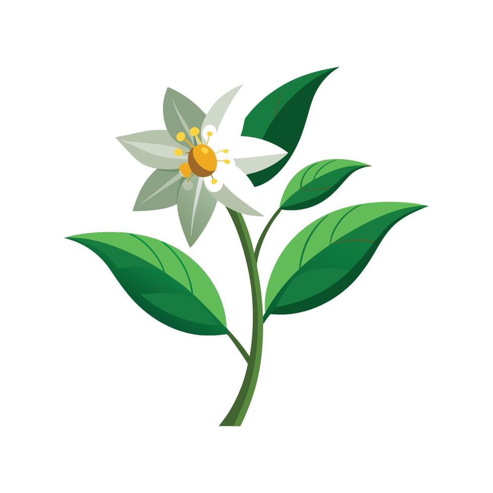 Elegant Chirita Flower Illustration vector